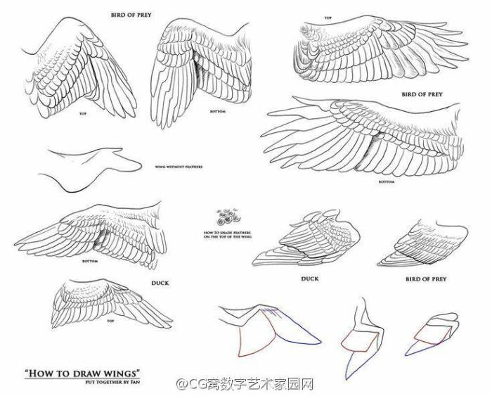 [cp]#绘画教程# 翅膀绘制教程,之前翅膀教程中我们已经介绍了鸟翅膀