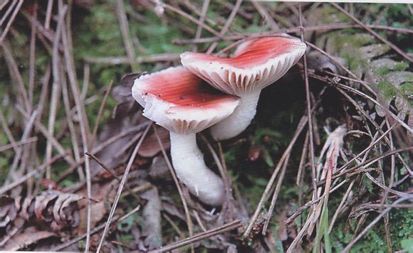 红铆钉菇 gomphidius roseus