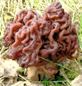 鹿花菌(脑花菌)gyromitra esculenta,鹿花菌属下的假羊肚菌.