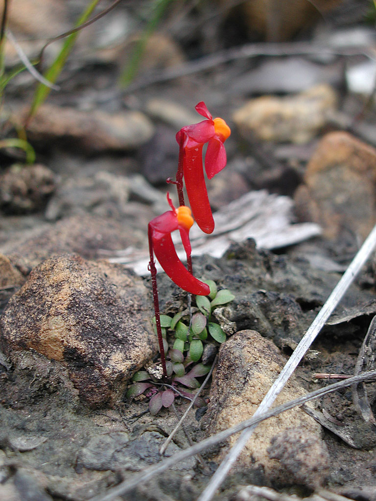 曼西狸藻 utricularia menziesii ,狸藻科狸藻属.