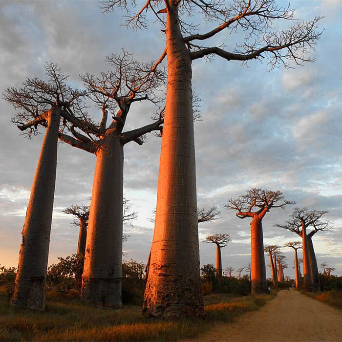 非洲猴面包树又叫波巴布树,猢狲木或酸瓠树,是大型落叶乔木.