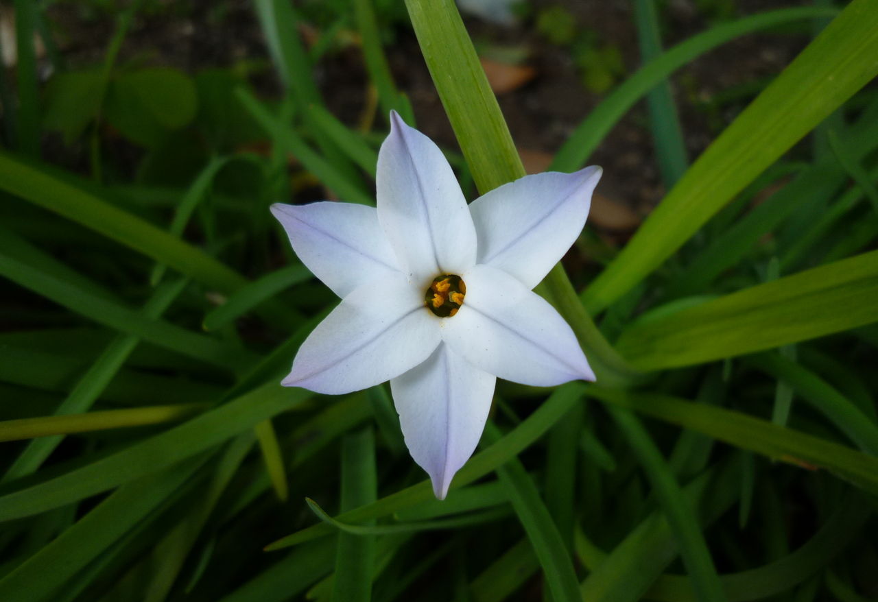 春星韭(花韭)ipheion uniflorum,春星韭属(紫星花属.