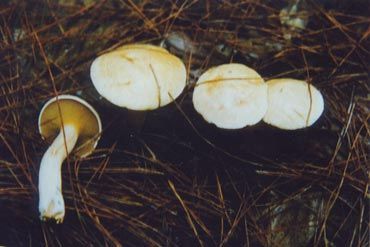 白黄粘盖牛肝菌(琥珀乳牛肝菌)suillus placidus