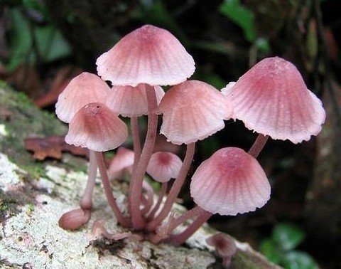 毒粉褶菌(土生红褶菌)rhodophyllus sinuatus