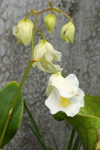 utricularia alpina ,狸藻科狸藻属,可以叫高山狸藻 .