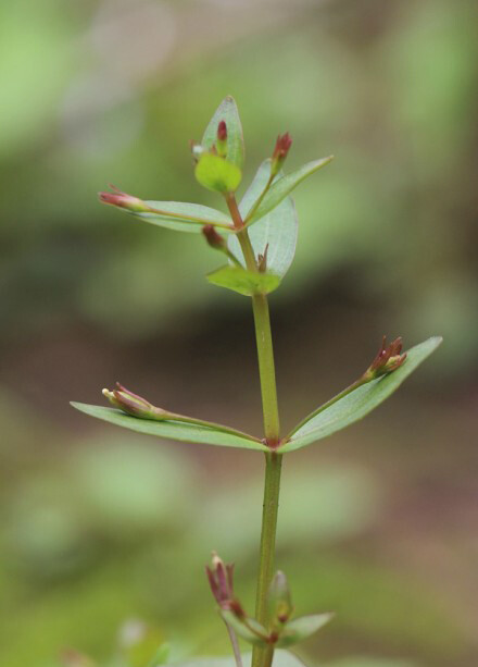 陌上菜 lindernia procumbens,玄参科母草属.