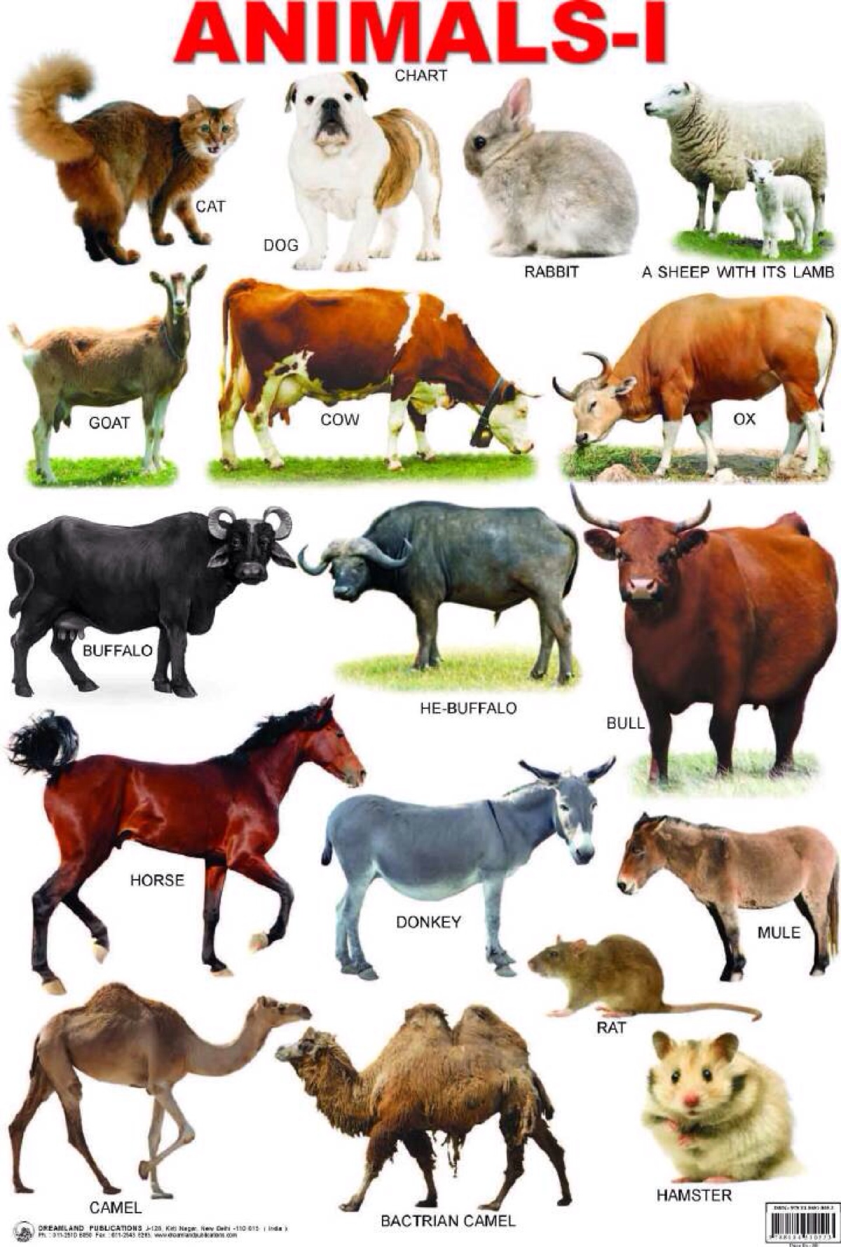 animals name