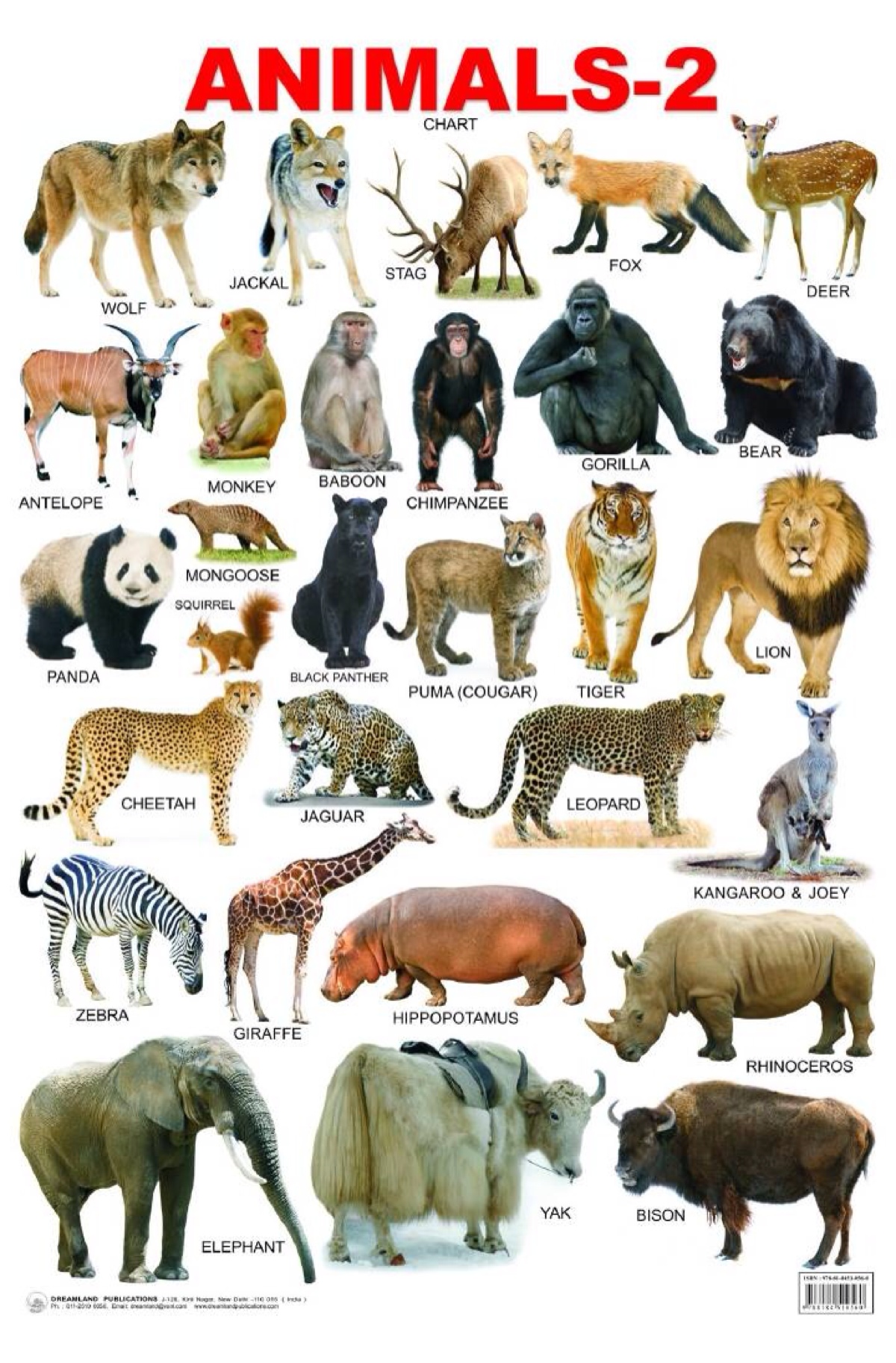 animals name 动物英文名