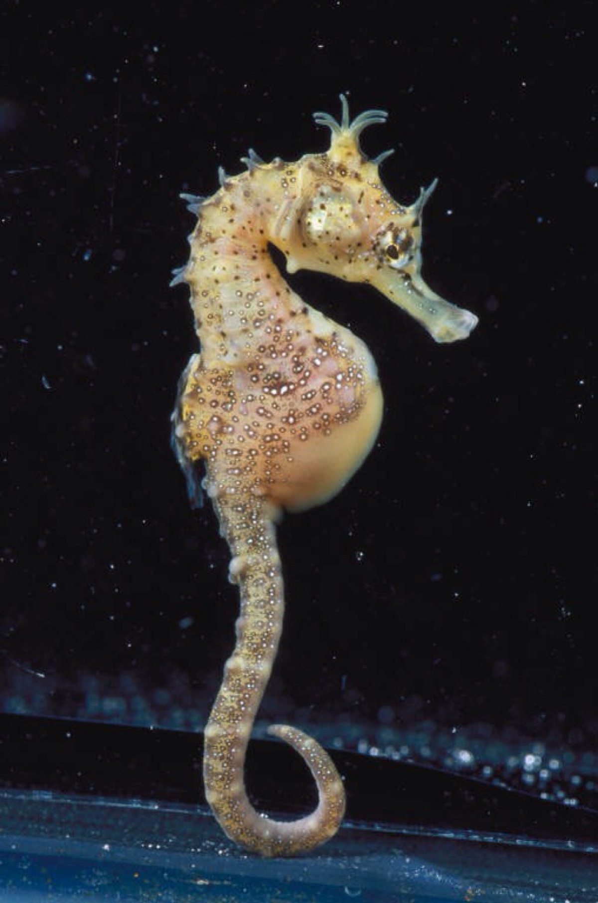海底生物 海马