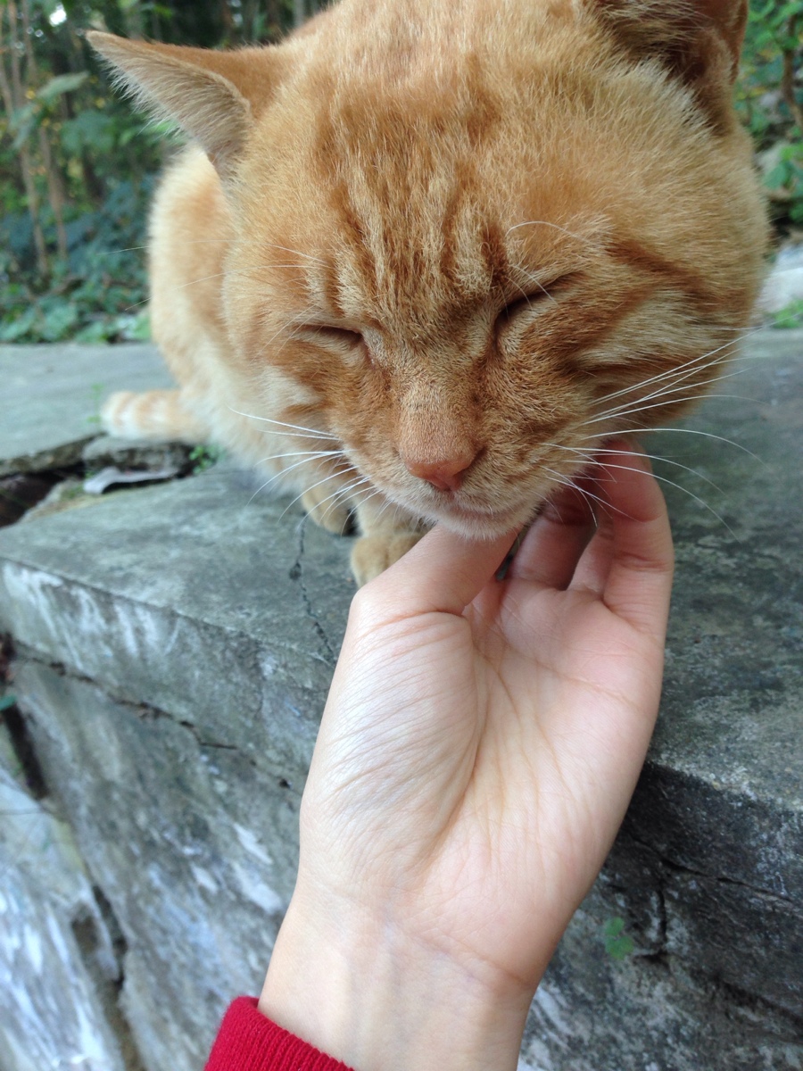 肥肥猫咪 超萌哒