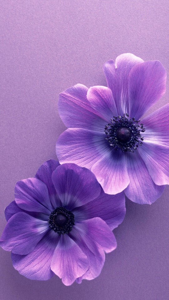 〔壁纸〕紫色,高贵.