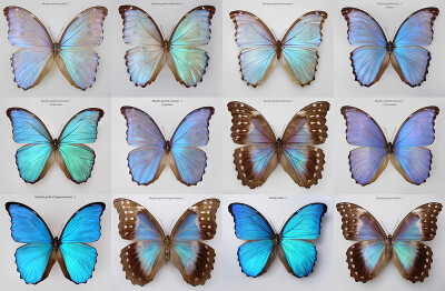 这类大型闪蝶同种间个体差异较大,变异型广泛存在.