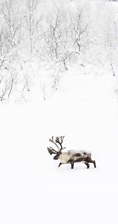 圣诞节 壁纸 驯鹿 麋鹿 雪