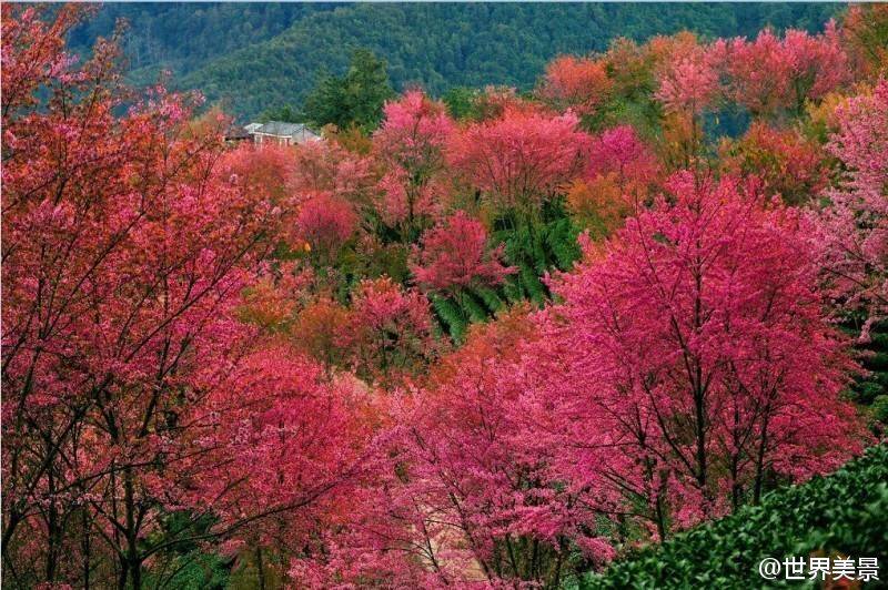 大理无量山樱花谷