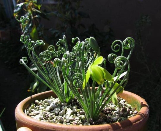 弹簧草 albuca namaquensis,哨兵花属.