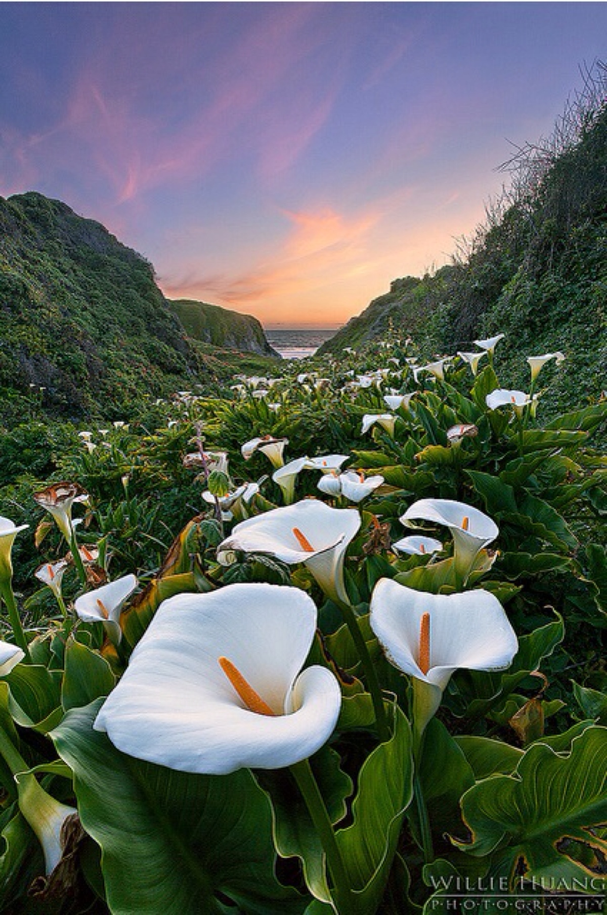 海芋