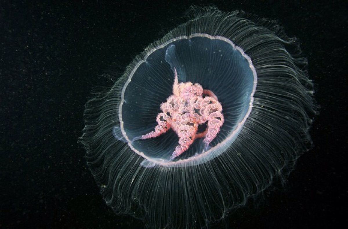 海底生物