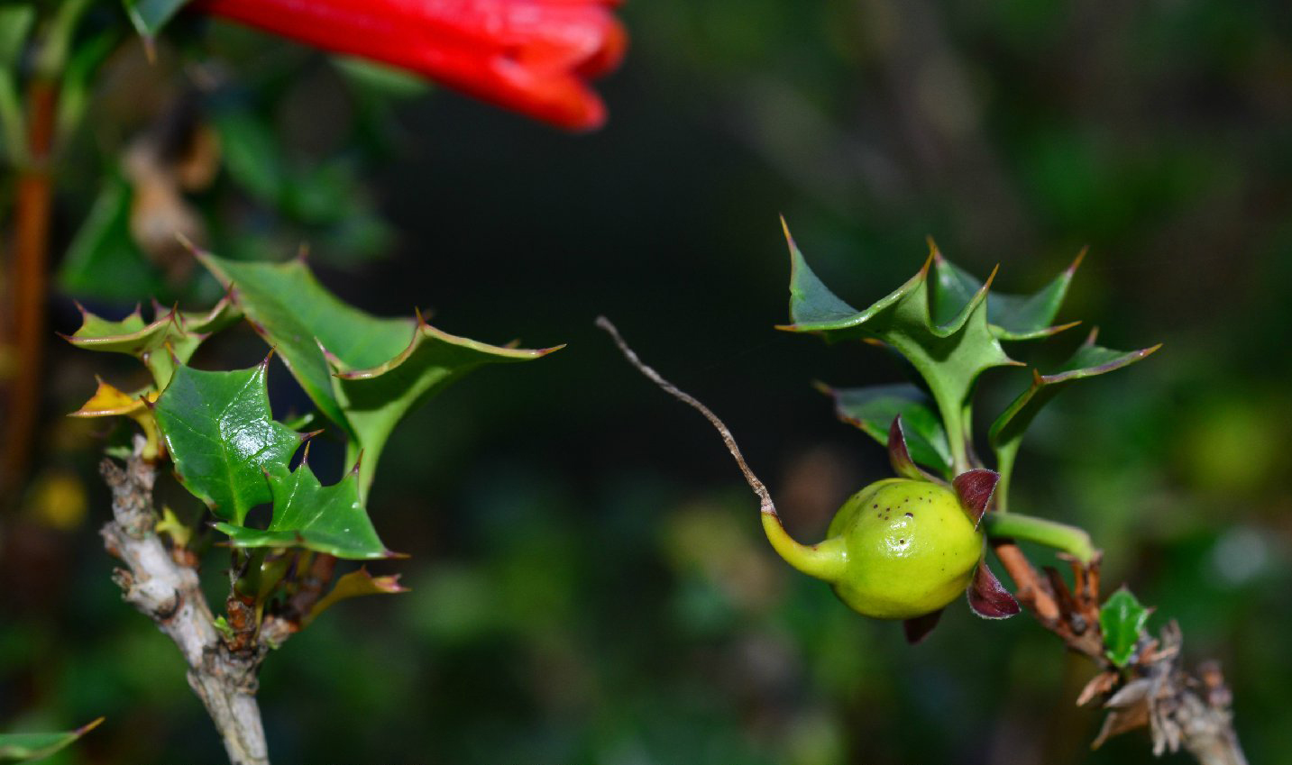 desfontainia fulgens ,虎刺叶科虎刺叶属.