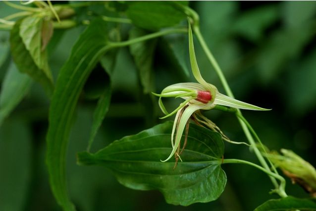 大百部 stemona tuberosa,百部科百部属.