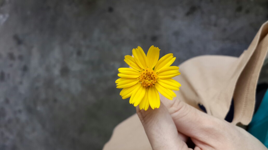 人淡如菊