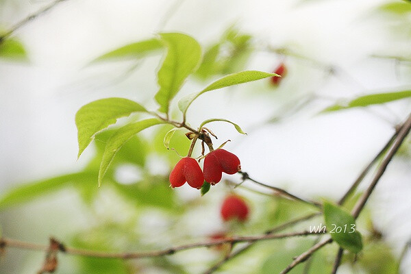 苦糖果 lonicera fragrantissima ssp standishii,忍冬科忍冬属.