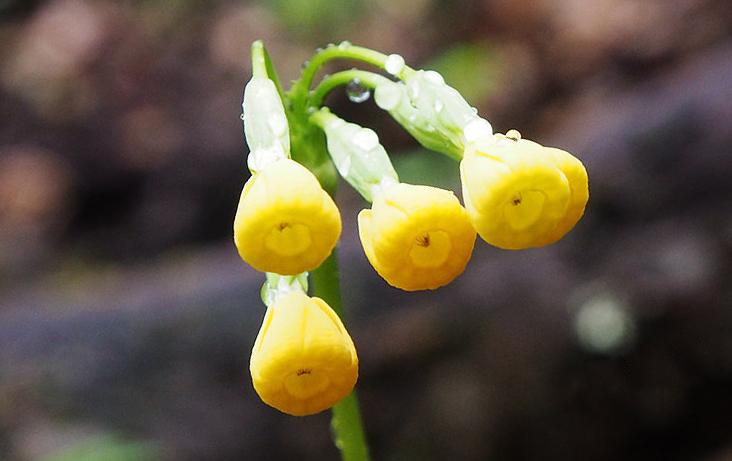 四川报春 primula szechuanica ,报春花科报春花属.