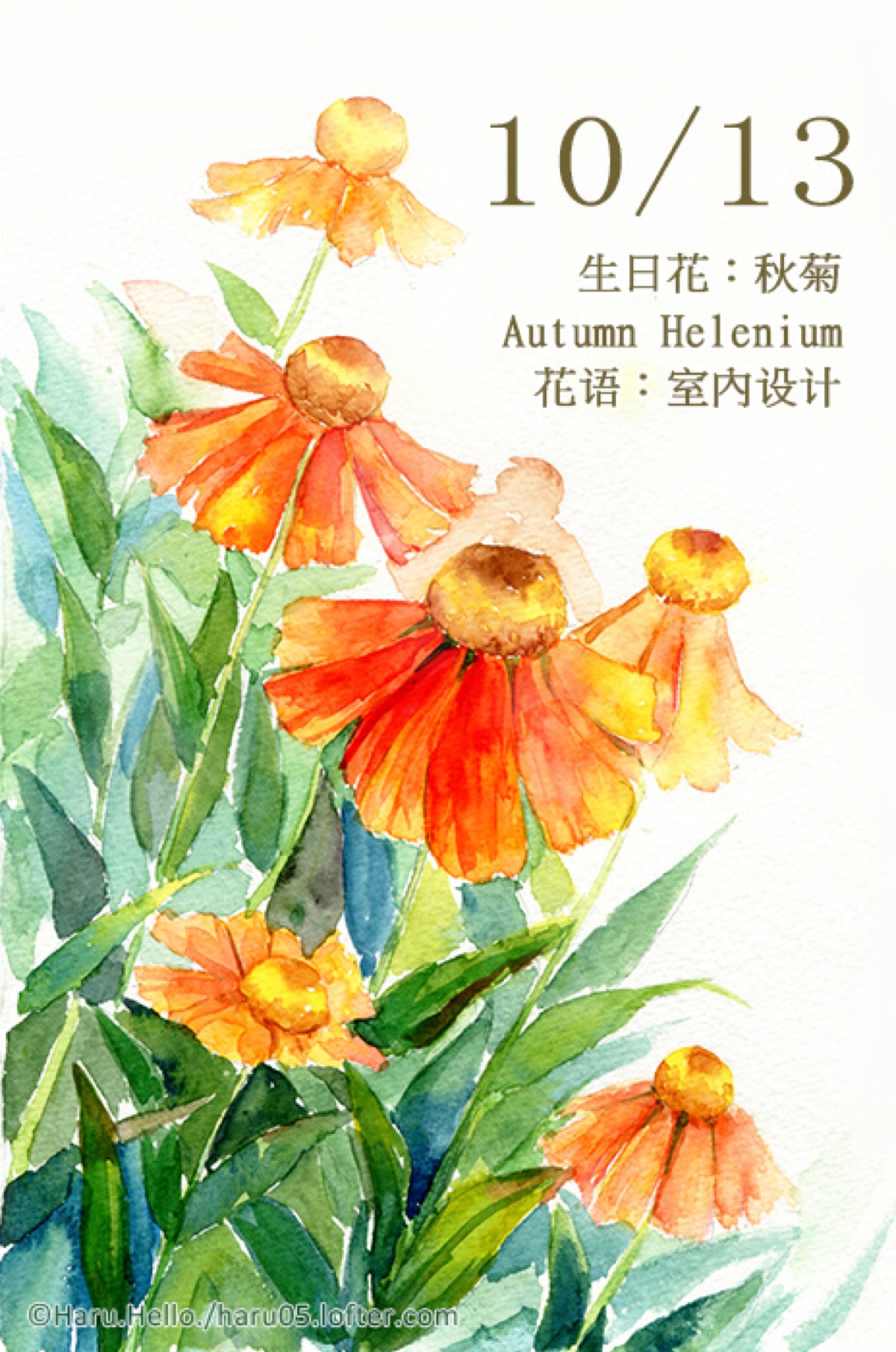 每日一花 10.13生日花-haru hello.