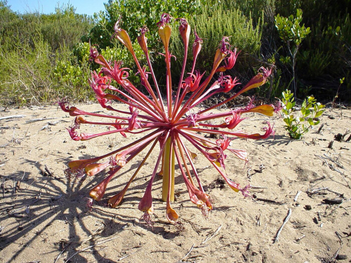 灯台百合 brunsvigia orientalis ,石蒜科花盏属.