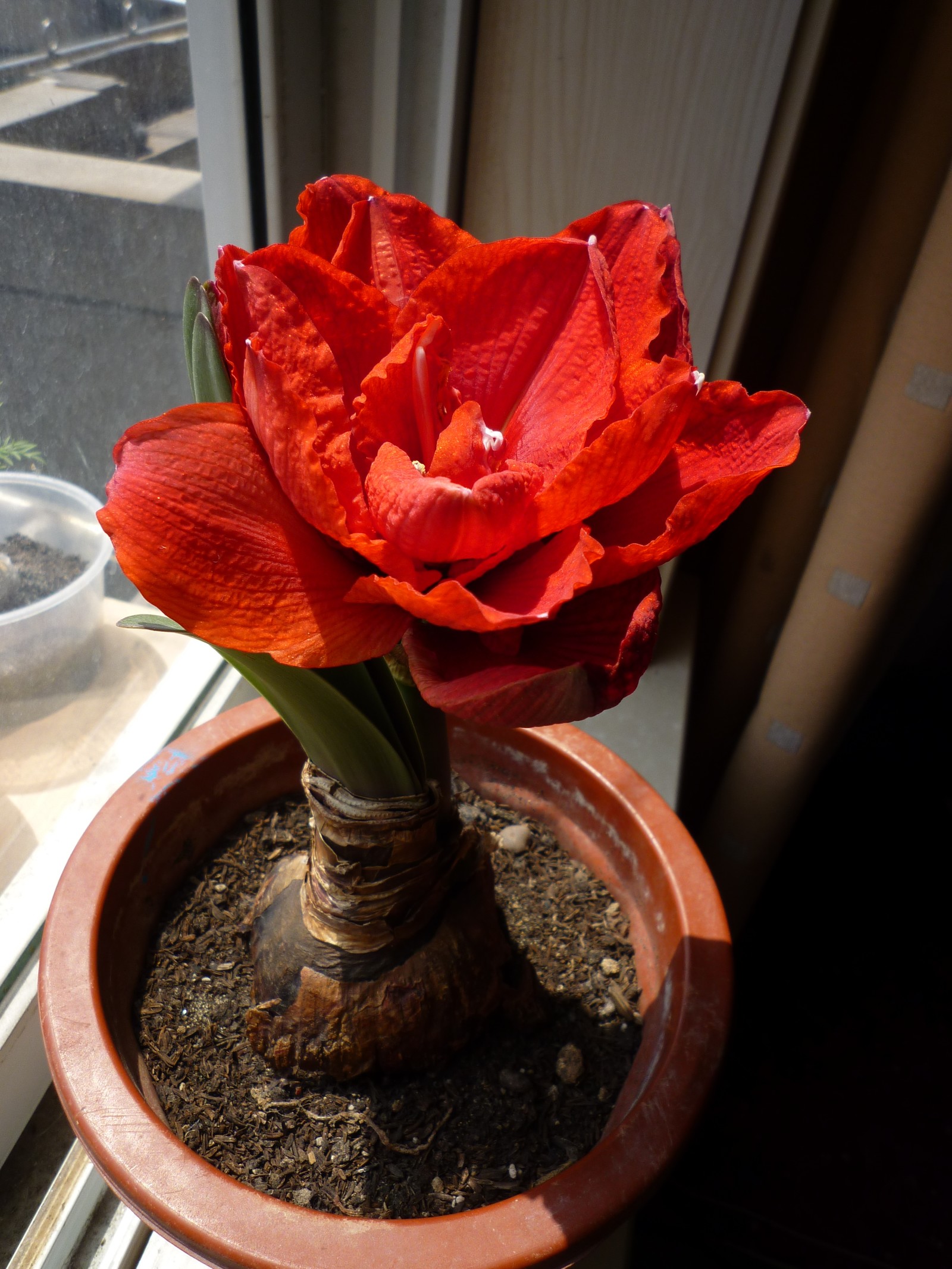 hippeastrum "cherry nymph" "樱桃妮芙"朱顶红 ,石蒜科朱顶红属.