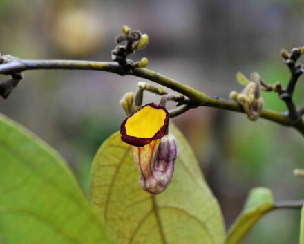 海南马兜铃 aristolochia hainanensis ,马兜铃科马兜铃属.