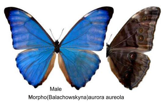 极光闪蝶 morpho aureola (fruhstorfer 1913) 鳞翅目,蛱蝶科,闪蝶属