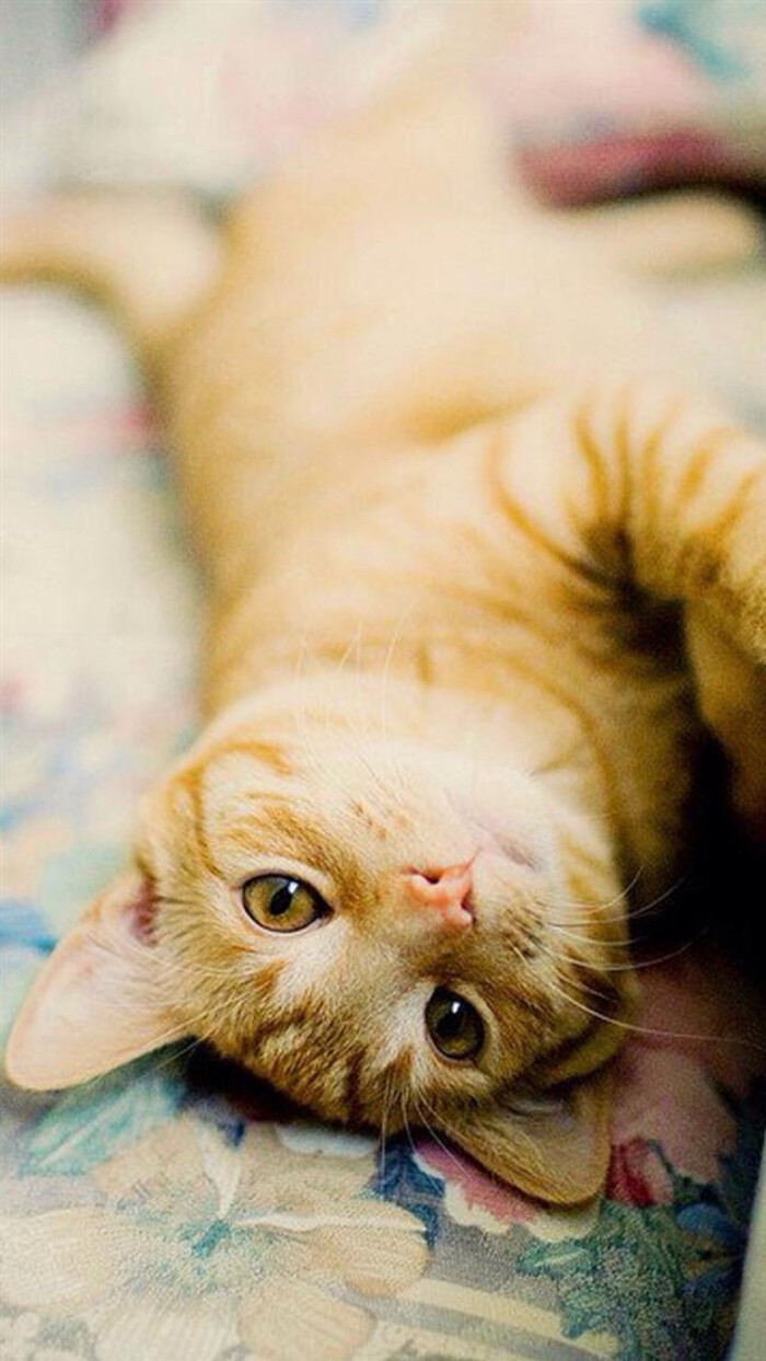 萌宠 猫咪