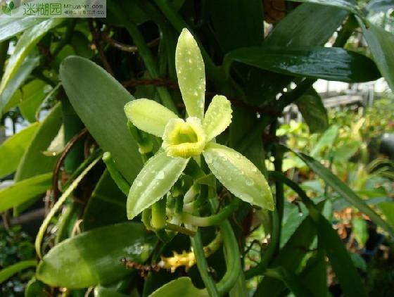 经济价值暴增的香荚兰[迷糊园发布]本文由迷糊园花卉植物主题交友社区