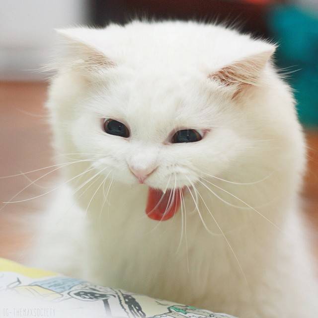 爱卖萌的吐舌喵
