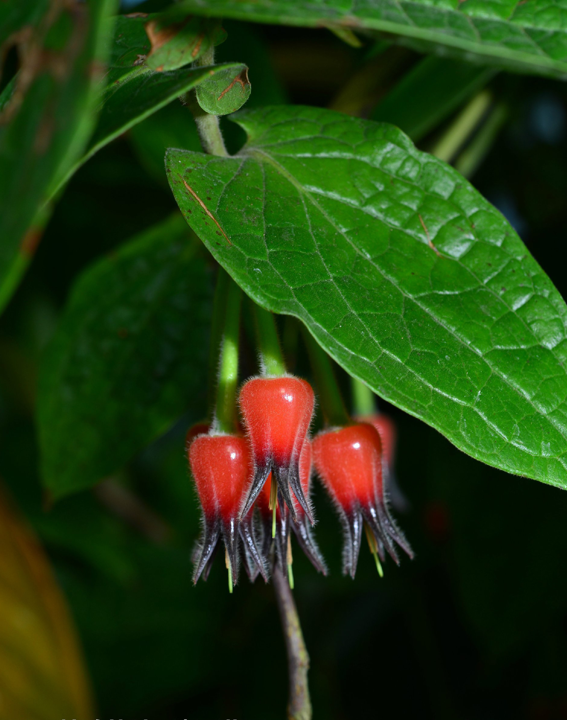 ceratostema lanigerum ,杜鹃花科囊冠莓属.