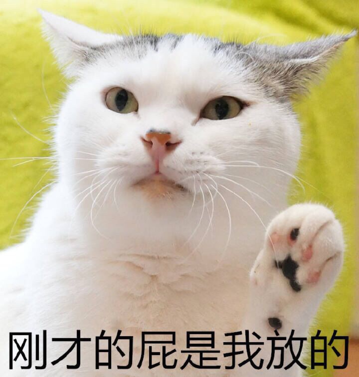 贱贱的猫