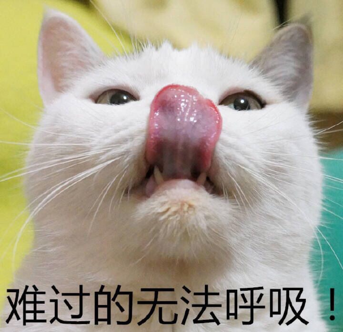 贱贱的猫