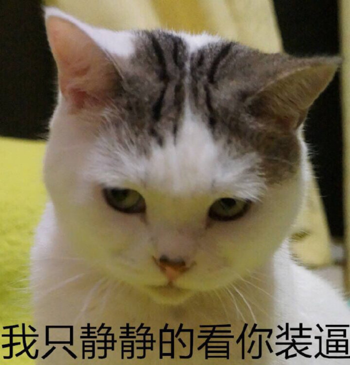 贱贱的猫