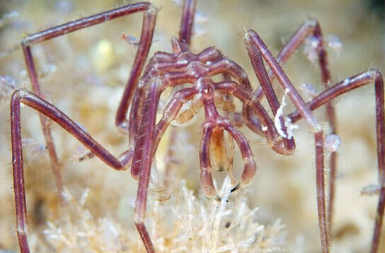 海蜘蛛(皆足虫),海蜘蛛纲的一类奇葩,因…-堆糖