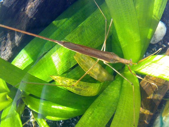 螳蝎蝽 ranatra chinensis ,蝎蝽科螳蝎蝽属.