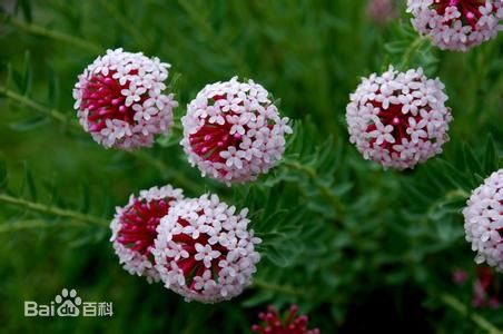 别名川狼毒,续毒,绵大戟,山萝卜,闷花头,热加巴,一扫光,搜山虎,一把