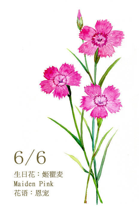 6 生日花:姬瞿麦 maiden pink 花语:恩宠        姬瞿麦的希腊文为