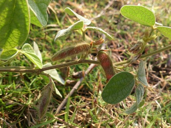 蔓草虫豆 cajanus scarabaeoides,豆科蝶形花亚科木豆属.