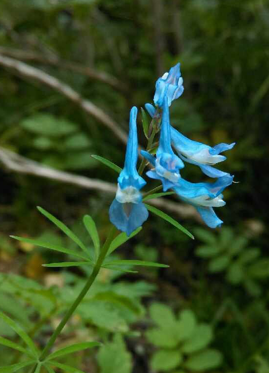 陕西紫堇 corydalis shensiana,紫堇科紫堇属.