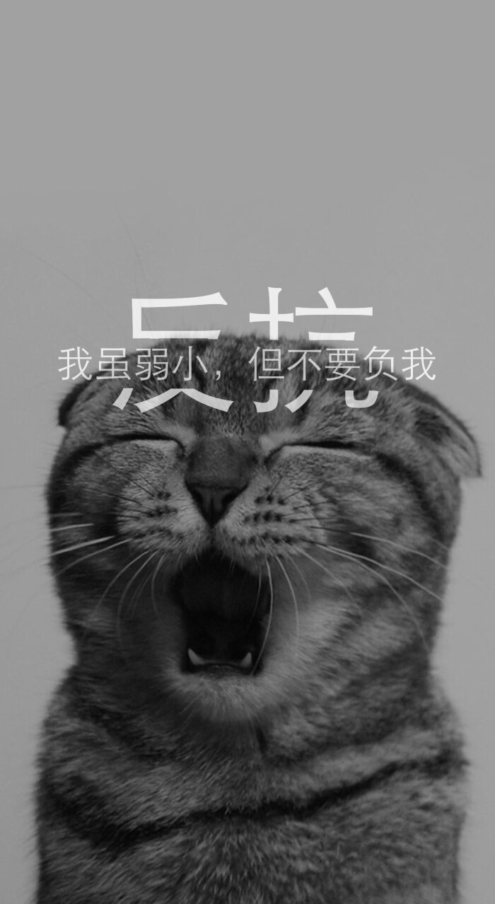 安卓壁纸 iphone壁纸 猫 喵星人 灰色 萌 宠物 分割字壁纸 原创 反抗