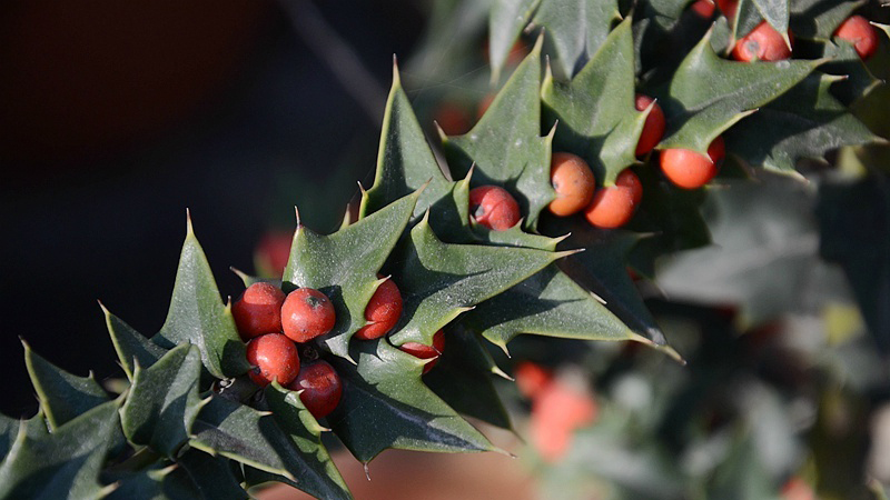 猫儿刺 ilex pernyi ,冬青科冬青属.