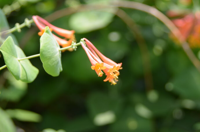 贯月忍冬(穿叶忍冬)lonicera sempervirens ,忍冬科忍冬属.