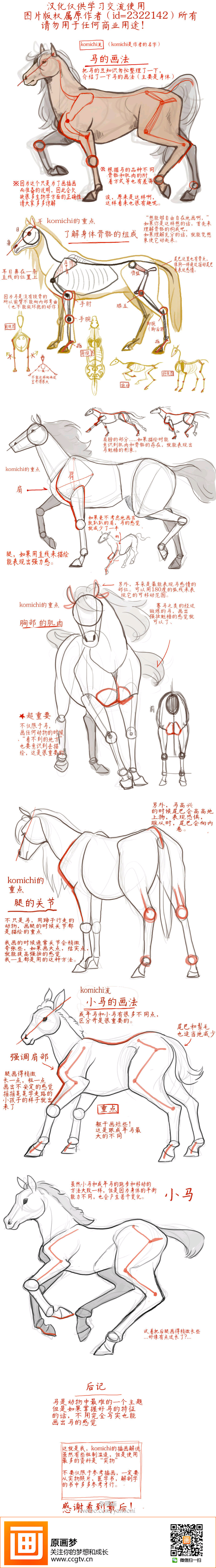 马的身体结构