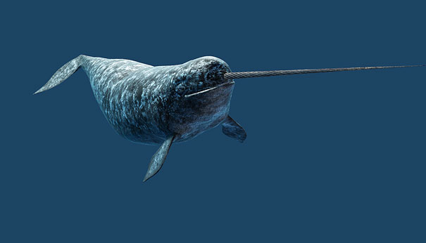 独角鲸 monodon monoceros .