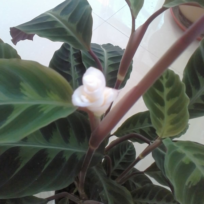 天鹅绒竹芋白色花